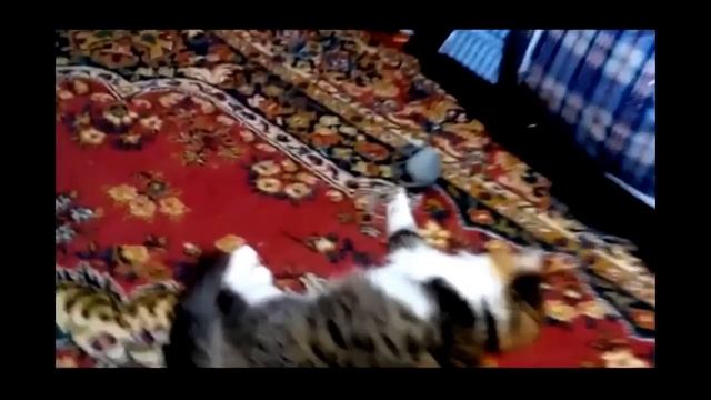 кошка принесла мышь хозяину смотреть онлайн