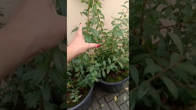 голубика Пинк Лимонад. #воронеж #лайк #2023 #рекомендации #голубика #садовник #дачник смотреть онлайн