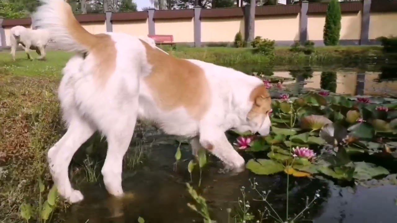 Купание Средне азиатской Овчарки. для чего и почему это важно.. смотреть онлайн