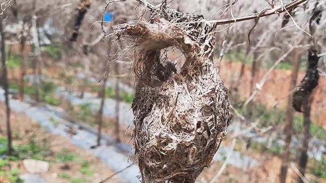 DAD Trades Bug for POOP | Baby Sun bird in Nest |sun bird baby birds in Nest |EP 10 DAY 8 F смотреть онлайн