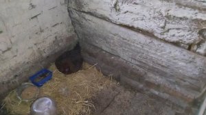 подсаживаем цыплят под клушку