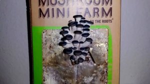 Mushrooms Farm - домашняя грибная ферма в коробке. Грибница для выращивания вешенок, белых...