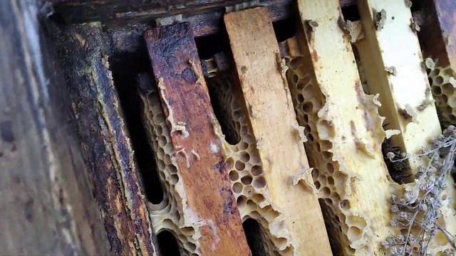 Влияет ли утепление на формирование клуба осенью?