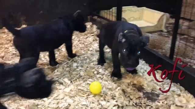Black Male Cane Corso Pup Named "KOFI" смотреть онлайн