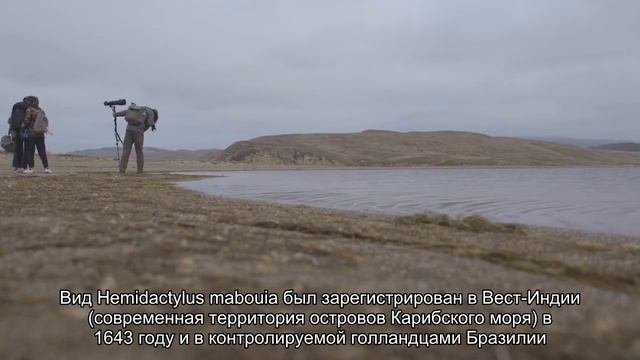 Как гекконы на корабле приплыли из Африки в Америку смотреть онлайн