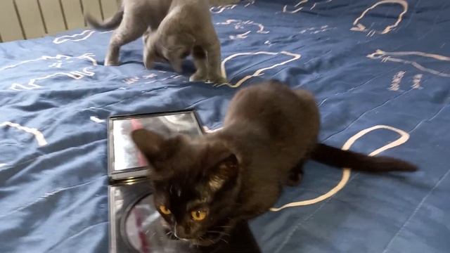 Свет мой, зеркальце, скажи!!??