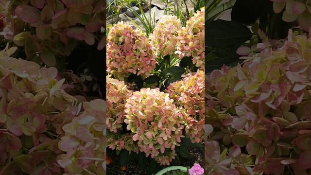 Гортензия сорт Граффити (август 2023) смотреть онлайн