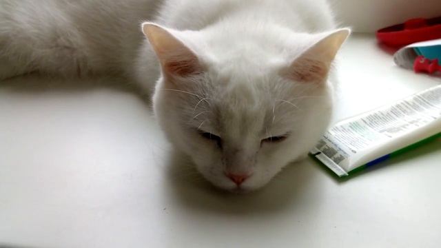 Моя няшная кошка Снежка смотреть онлайн