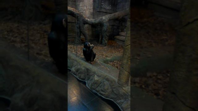 экзотариум рио смотреть онлайн