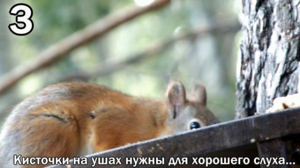 Для чего белке кисточки на ушках/Why does a squirrel need tassels on its ears