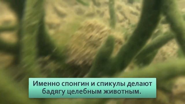 Бадяга Разрыв шаблона  Это животное, а не растение  Но почему не двигается