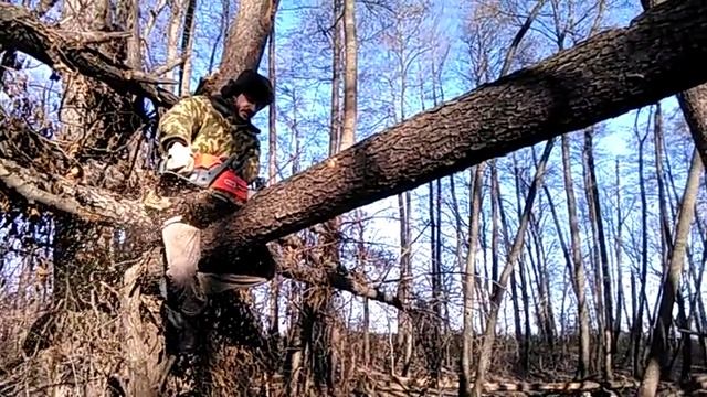 Пилим сук #1 смотреть онлайн