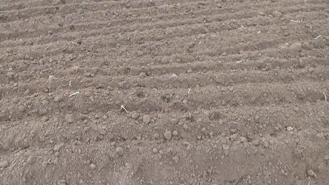 Сажаем картошку в деревне,монета 1\2 копейки серебром 1840г. смотреть онлайн