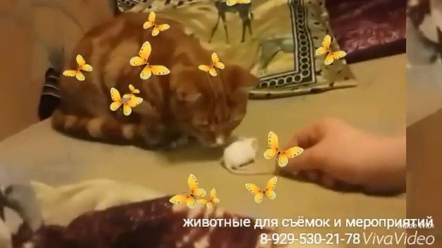 Кот боится мышей. смотреть онлайн