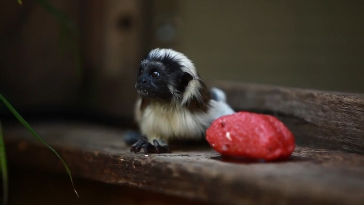Австралийские обезьянки наслаждаются мороженым смотреть онлайн