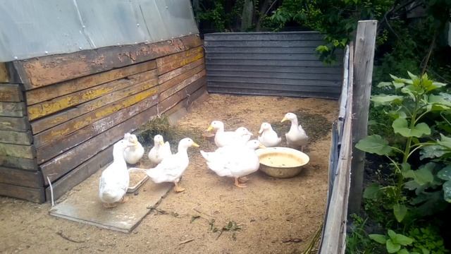 Содержание Утки Чери Вели в домашних условиях.это просто. смотреть онлайн