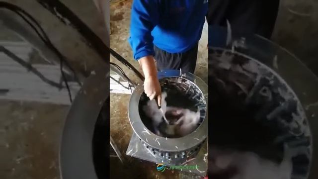 Перосъемная машина HW-60. Ощип бройлера. Отзыв покупателя. Агростарт смотреть онлайн