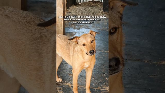 Фонд Стаса Еговцева