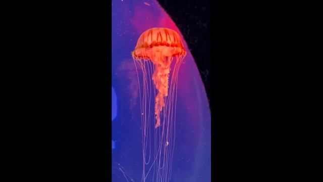 АФРИКАНСКИЕ КОРНИ! Вот как выглядит единственный сын Ирины Понаровской смотреть онлайн