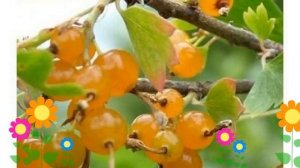 Смородина золотистая. Краткий обзор: Смородина золотистая описание характеристик, где купить саженц