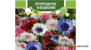 Василек обыкновенный Летние Каникулы ? обзор: как сажать, семена василька Летние Каникулы