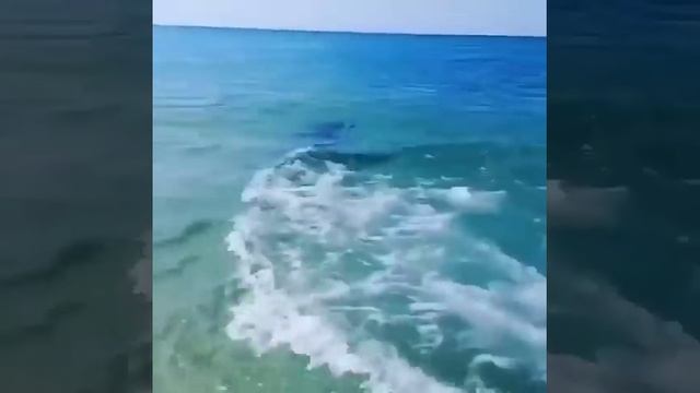 Дельфины в Чёрном море удивили туристов смотреть онлайн