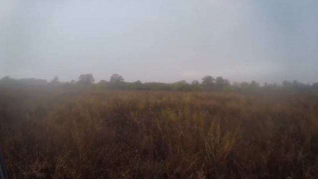 на фазана из под стойки. охота на фазана охота с дратхааром смотреть онлайн