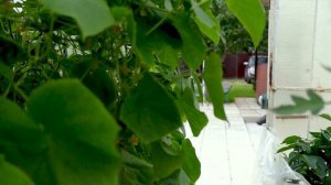 Что такое дача для русского человека?