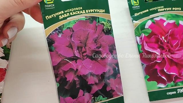 ТОЛЬКО Эту ПЕТУНИЮ посажу в 2024 году, отказалась от дорогущих фирм навсегда смотреть онлайн