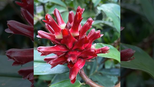 Romance смотреть онлайн