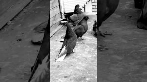 Голуби Красовского В. Н.  Белая Калитве +7 961 421 68 42