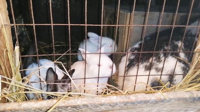 Поилки для кроликов. смотреть онлайн