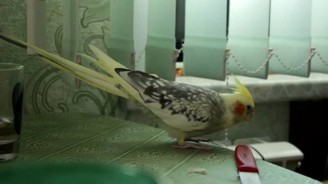 Кореллы Пчёлка и Лютик / Paigle and Honeybee the cockatiels смотреть онлайн