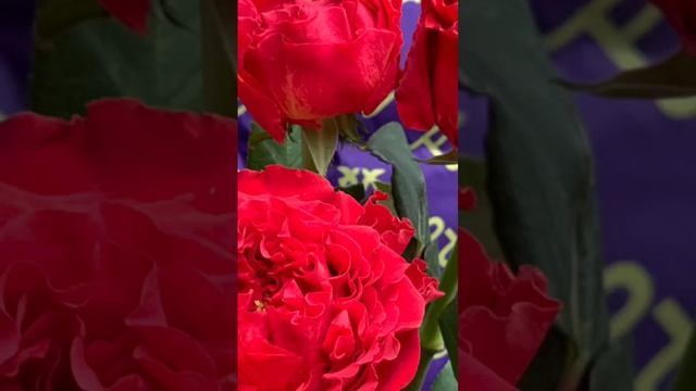 Red Monster rose смотреть онлайн