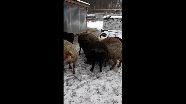 Мои Овцы курдючные ( Эдильбаевские ) Овцематки Кучкарик Ягнята смотреть онлайн
