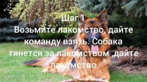 Как научить собаку команде взять