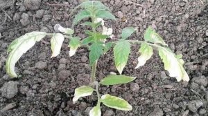 Желтые пятна на листьях помидор