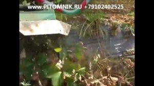 Обрезчик усиков клубники pitomnik.ru