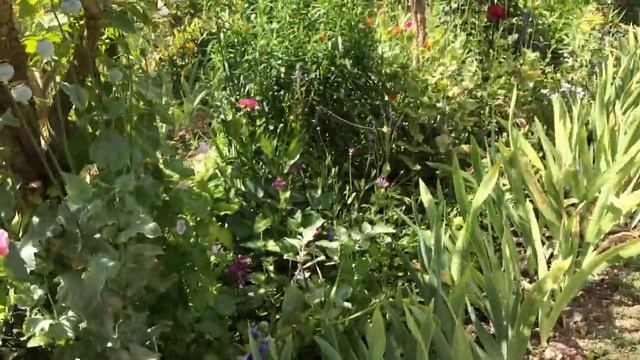 Сад Клода Моне в Июне. После карантина и без туристов... Интересный опыт 30/06/20 смотреть онлайн