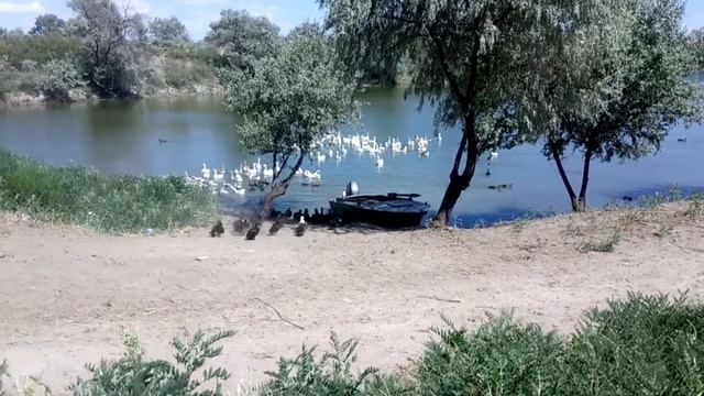 Как правильно содержать водоплавающих птиц / про гусят, про утят