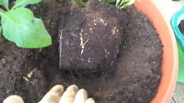 Гелиотроп и Пеларгония . смотреть онлайн