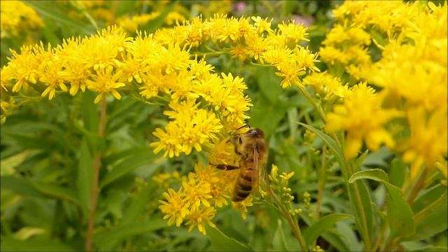 BEAUTIFUL FLOWERS - PEACEFUL MUSIC, RELAXING MUSIC, HEALING MUSIC, STRESS RELIEF, ANXIETY RELIEF, 4 смотреть онлайн