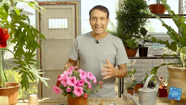 La Planta Del Mes: Petunia Wave