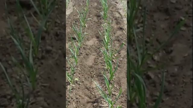 Ручной культиватор трансформер своими руками Гаражные самоделки #shorts смотреть онлайн