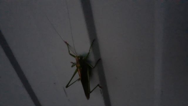 Кузнечик-саранча. смотреть онлайн