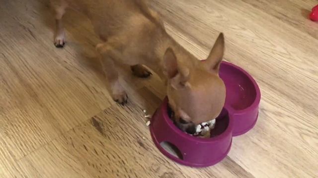 Собака набрасывается на еду! Отучаем от этого чихуахуа Флекси смотреть онлайн