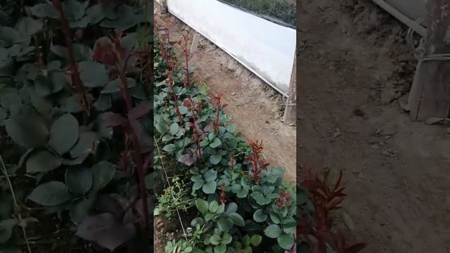 Activación de injertos en el cultivo de rosas смотреть онлайн