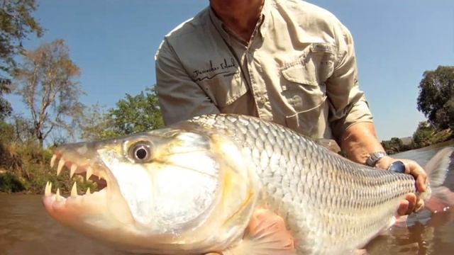 Mind-Blowing Fly Fishing For Monster Tigerfish in Tanzania ? смотреть онлайн