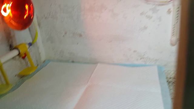 Устройство брудера для цыплят смотреть онлайн