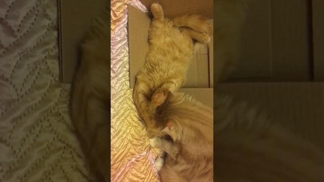 Продолжение мама кошка перевернула коробку с дочкой